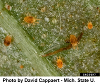 Spider Mite